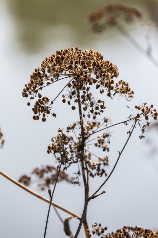 Profilbild von Gerda Borgmann