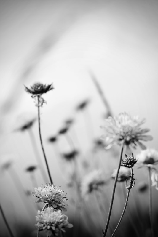 Profilbild von Susanne Volkmann